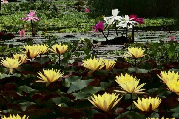 Saikaew Resort gallery snapshot 5